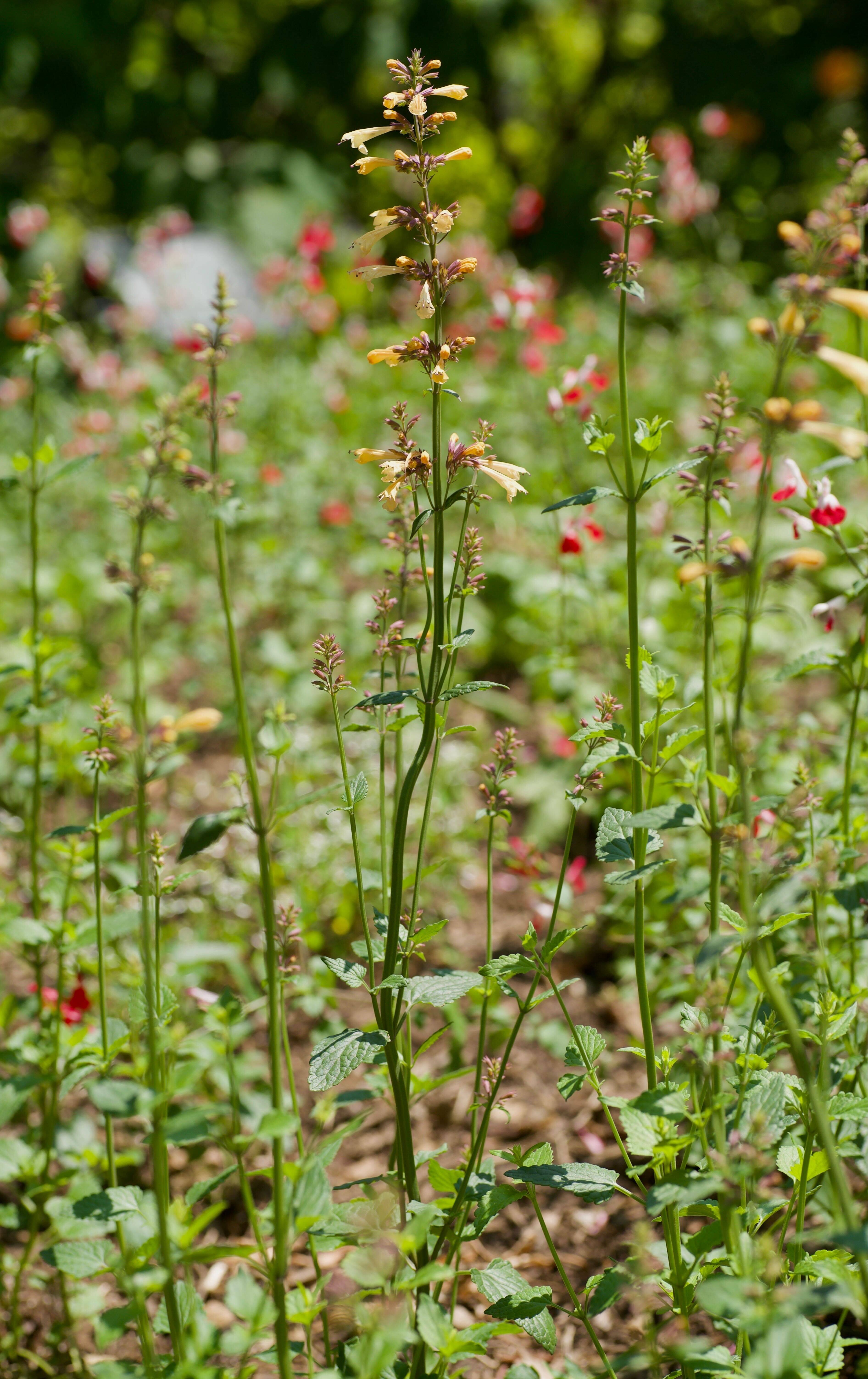 Agastache ‘Summer Glow’ (1)
