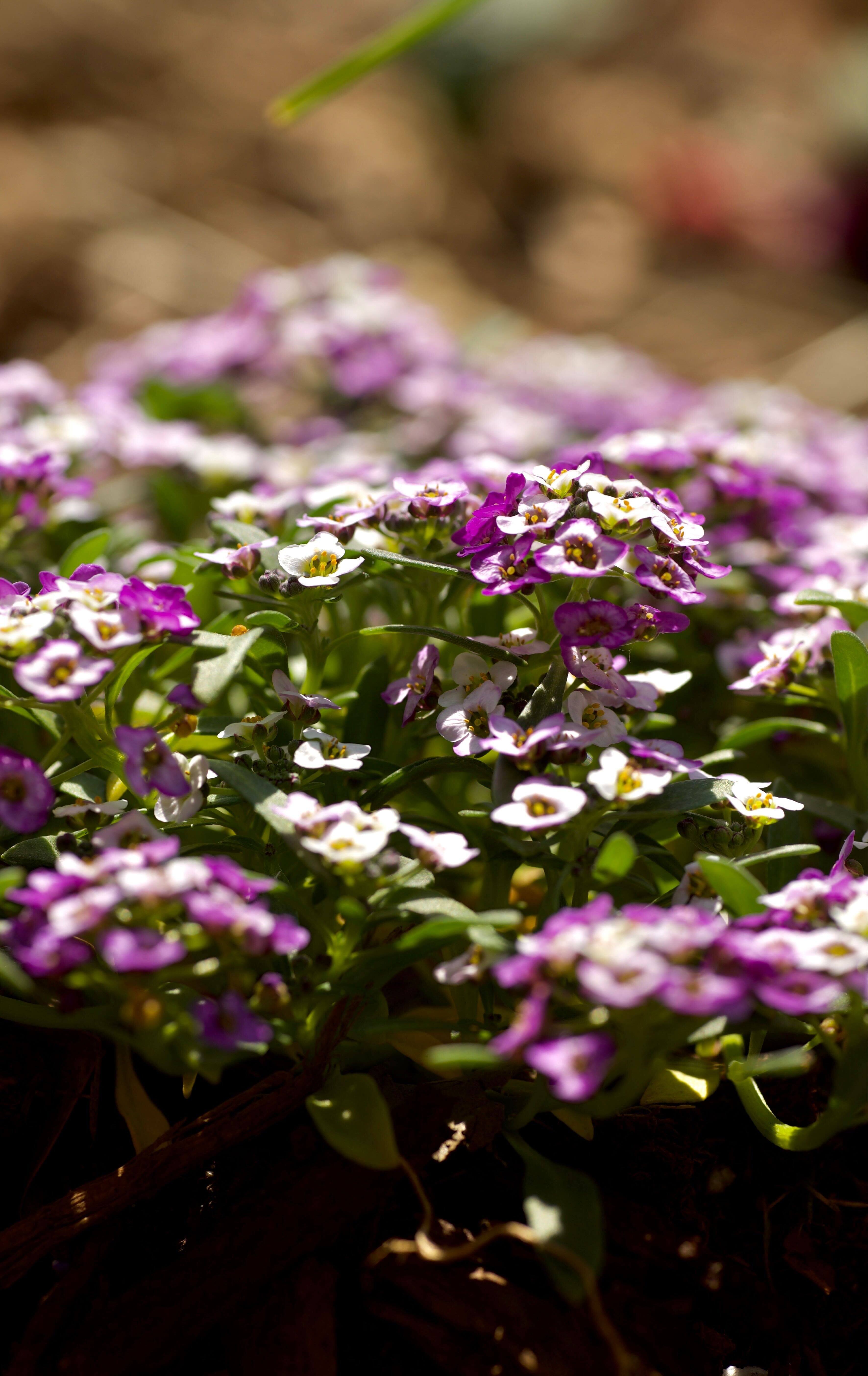 Alyssum ‘Easter Bonnet Violet’ (1)
