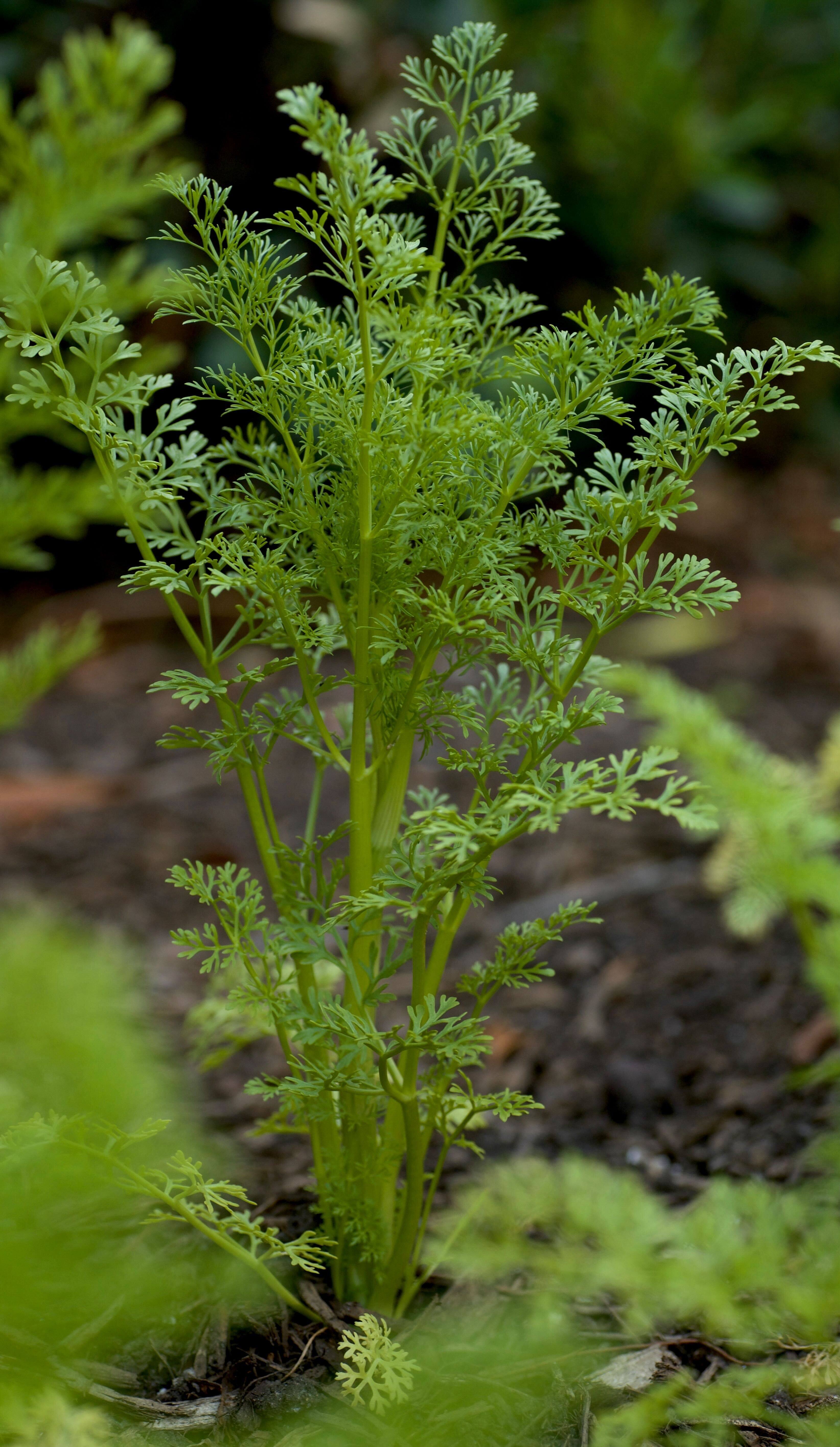 Ammi Majus ‘Green Mist’ (1)