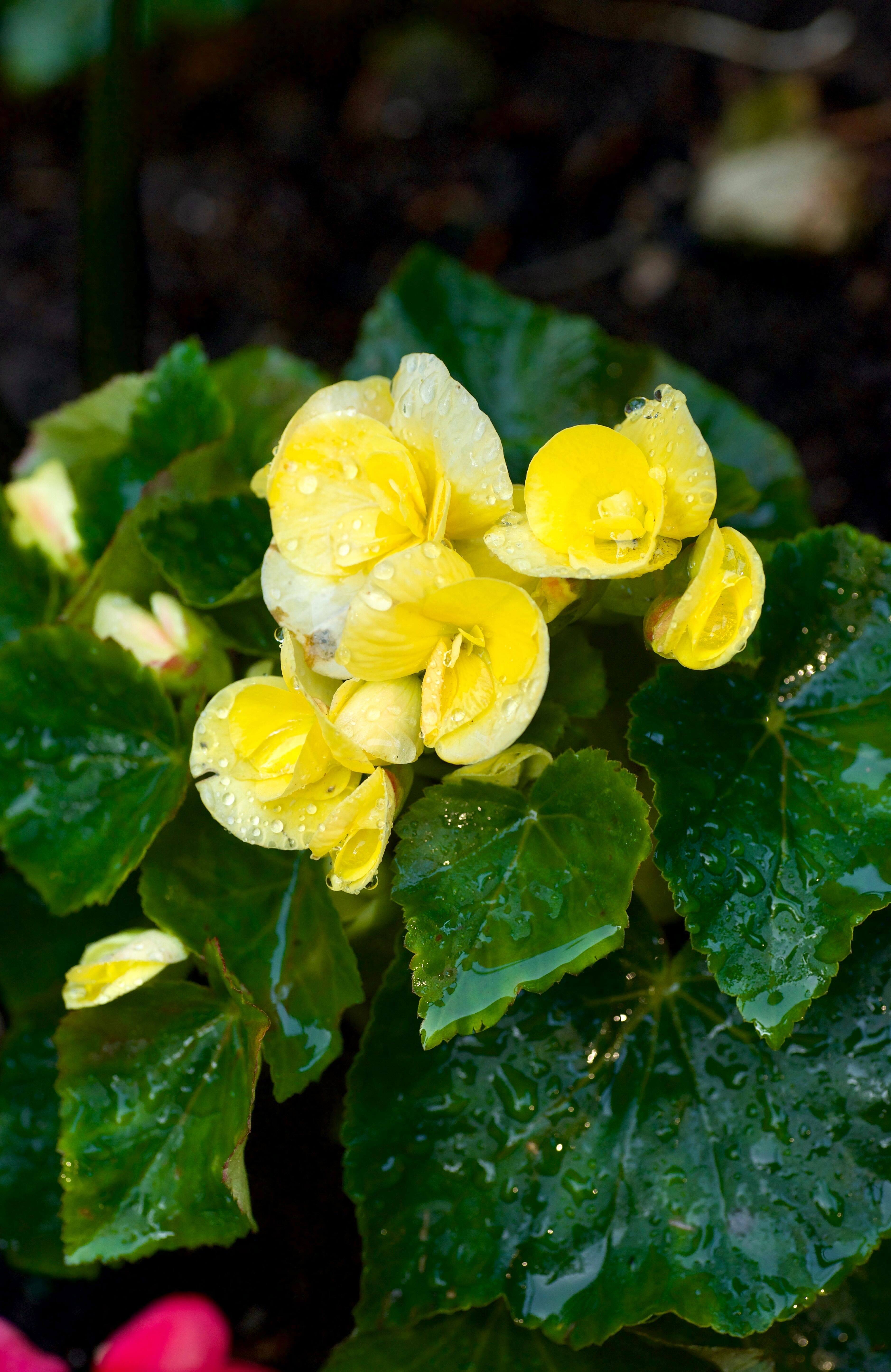 Begonia ‘Amstel Blitz’ (1)
