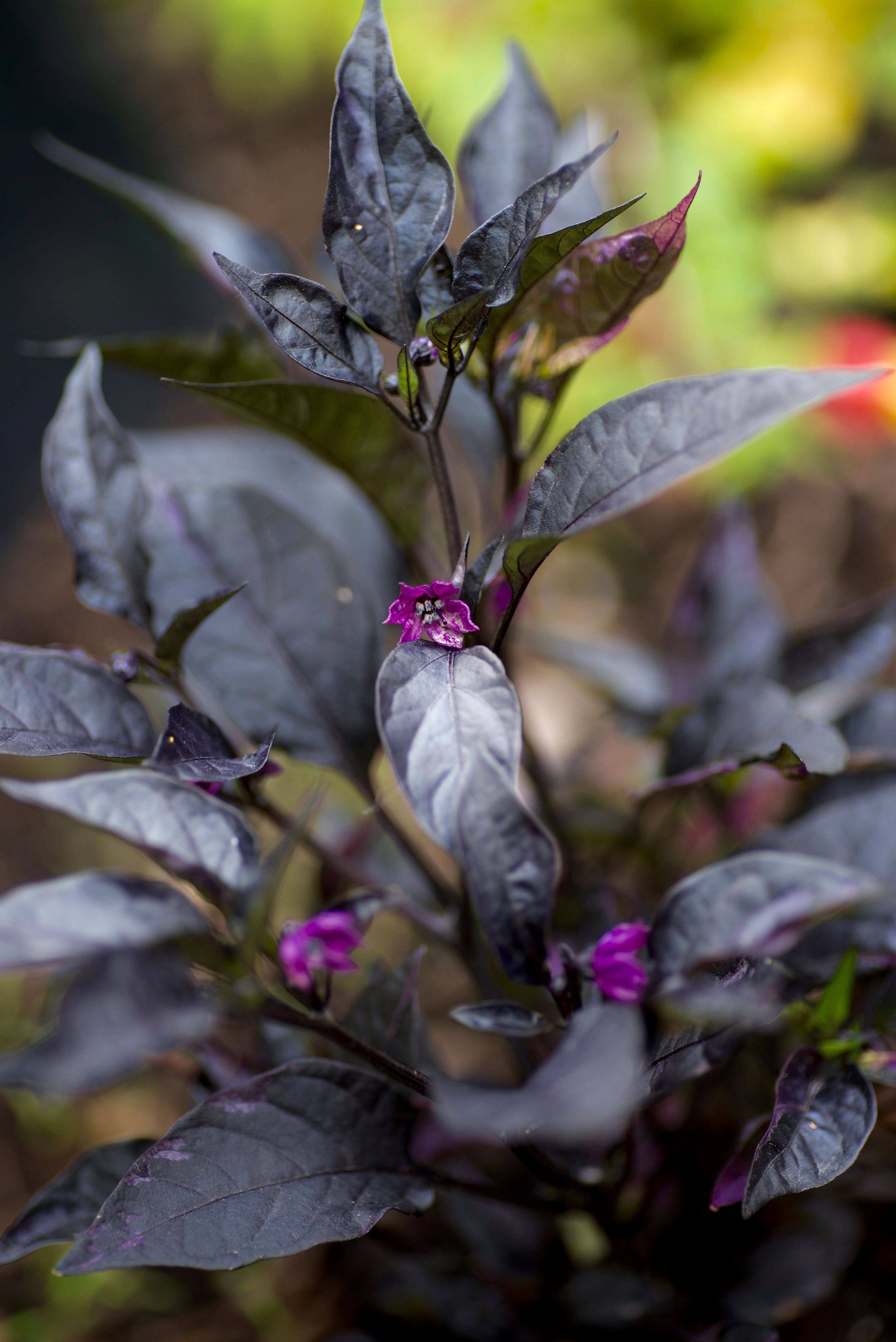Capsicum Annuum ‘Black Pearl’ (1)