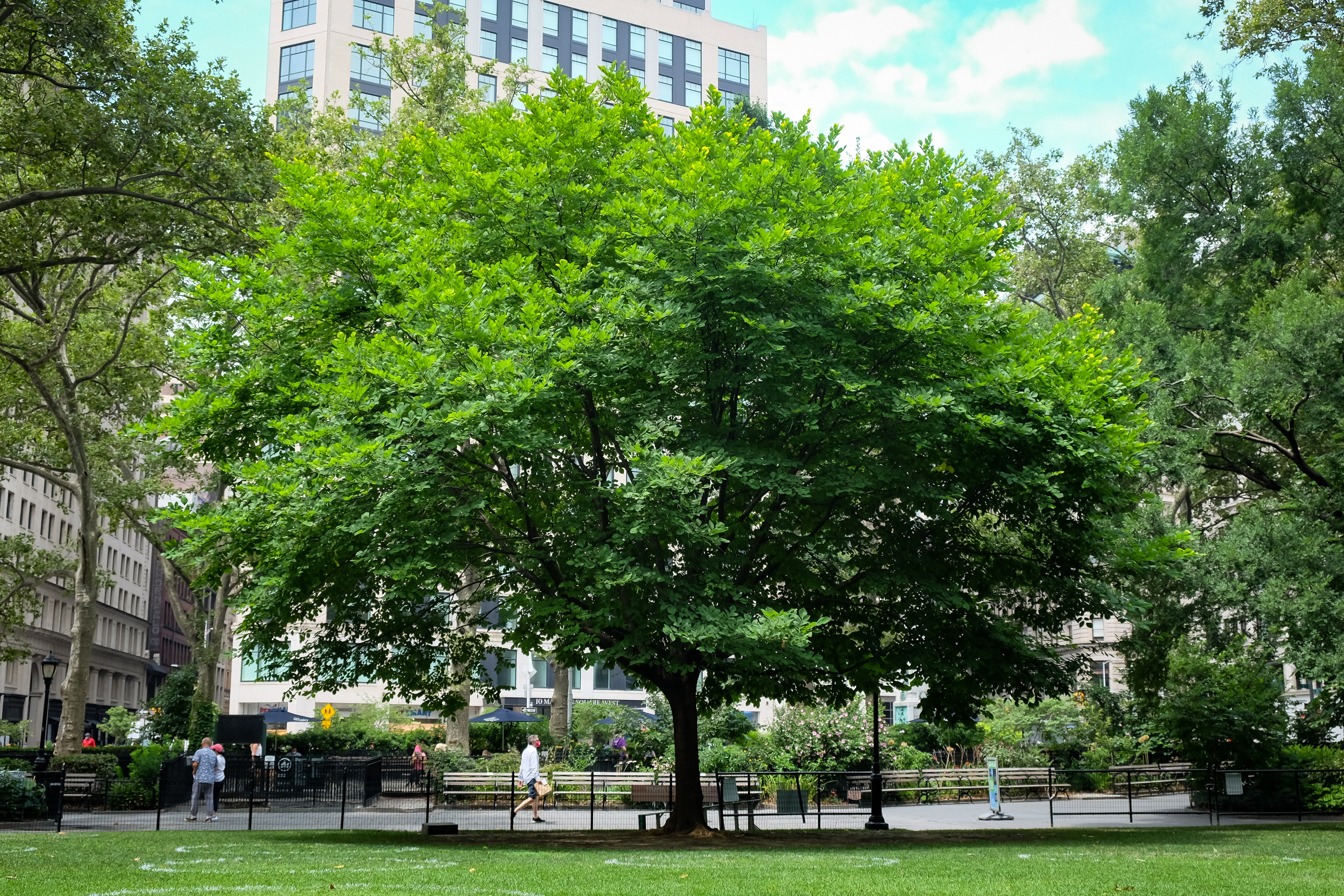 July 23, 2020Cladrastis kentukeaAmerican yellowwood