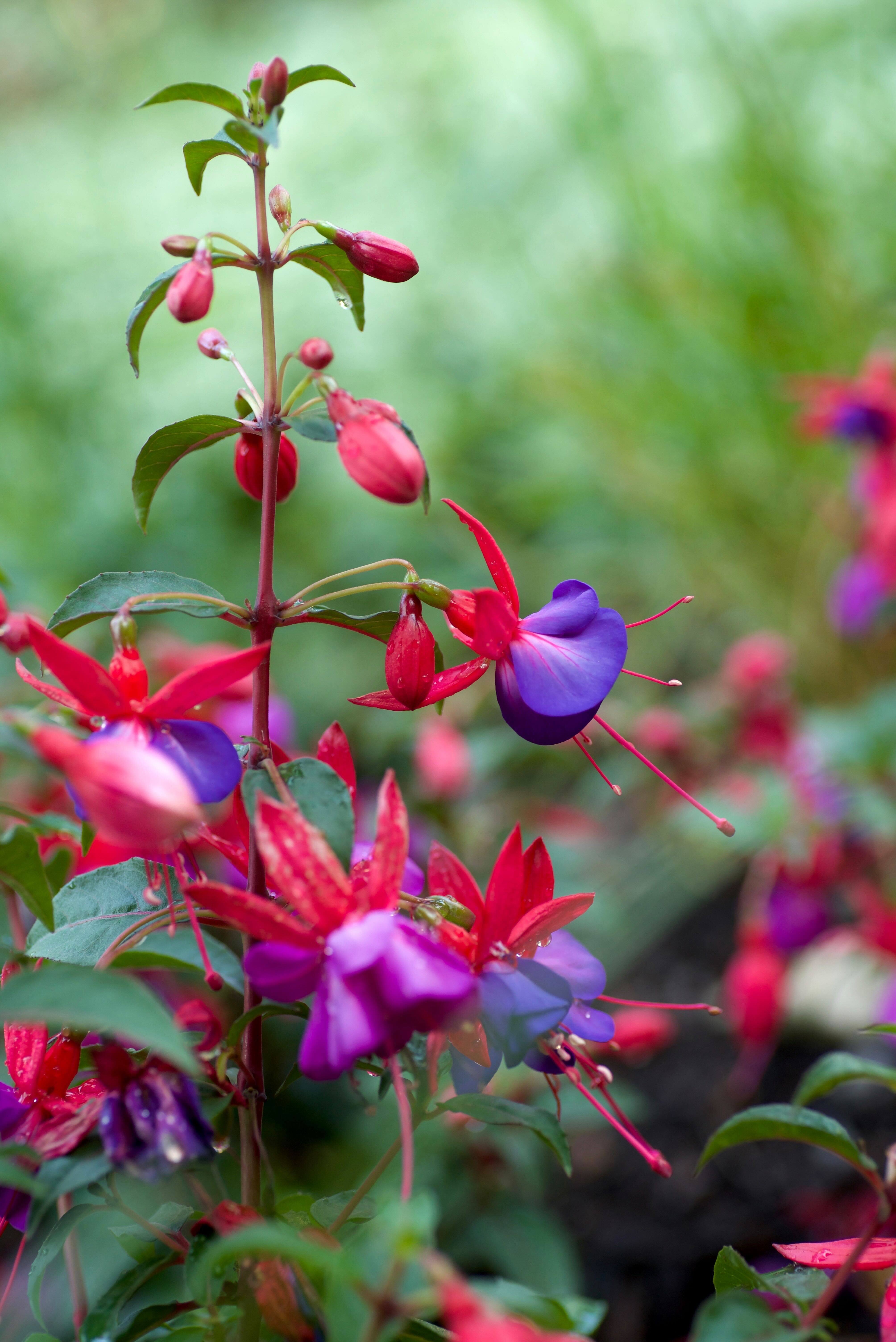 Fuchsia ‘Ballerina Blau’ (1)