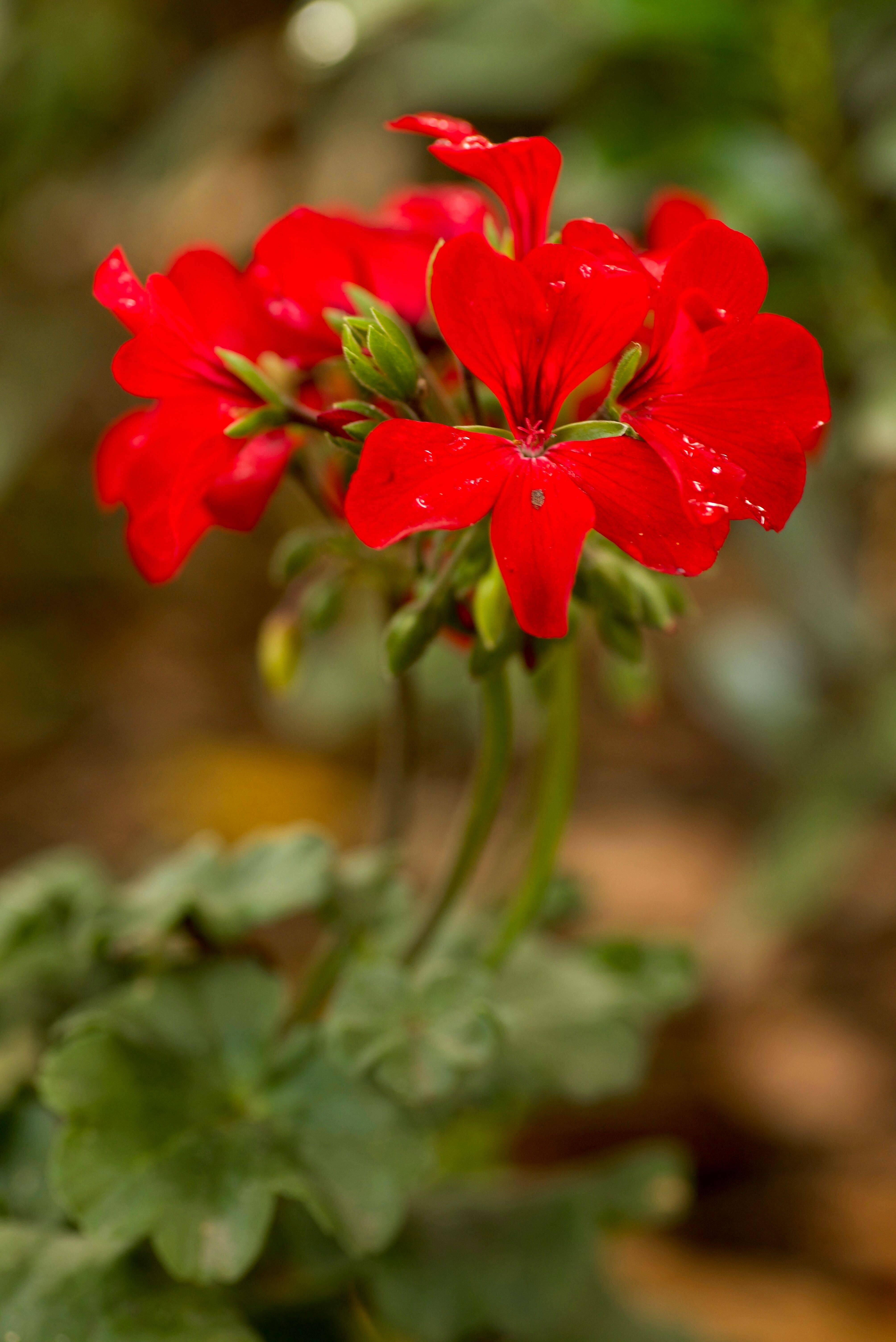 Geranium ‘Caliente Fire’ (1)