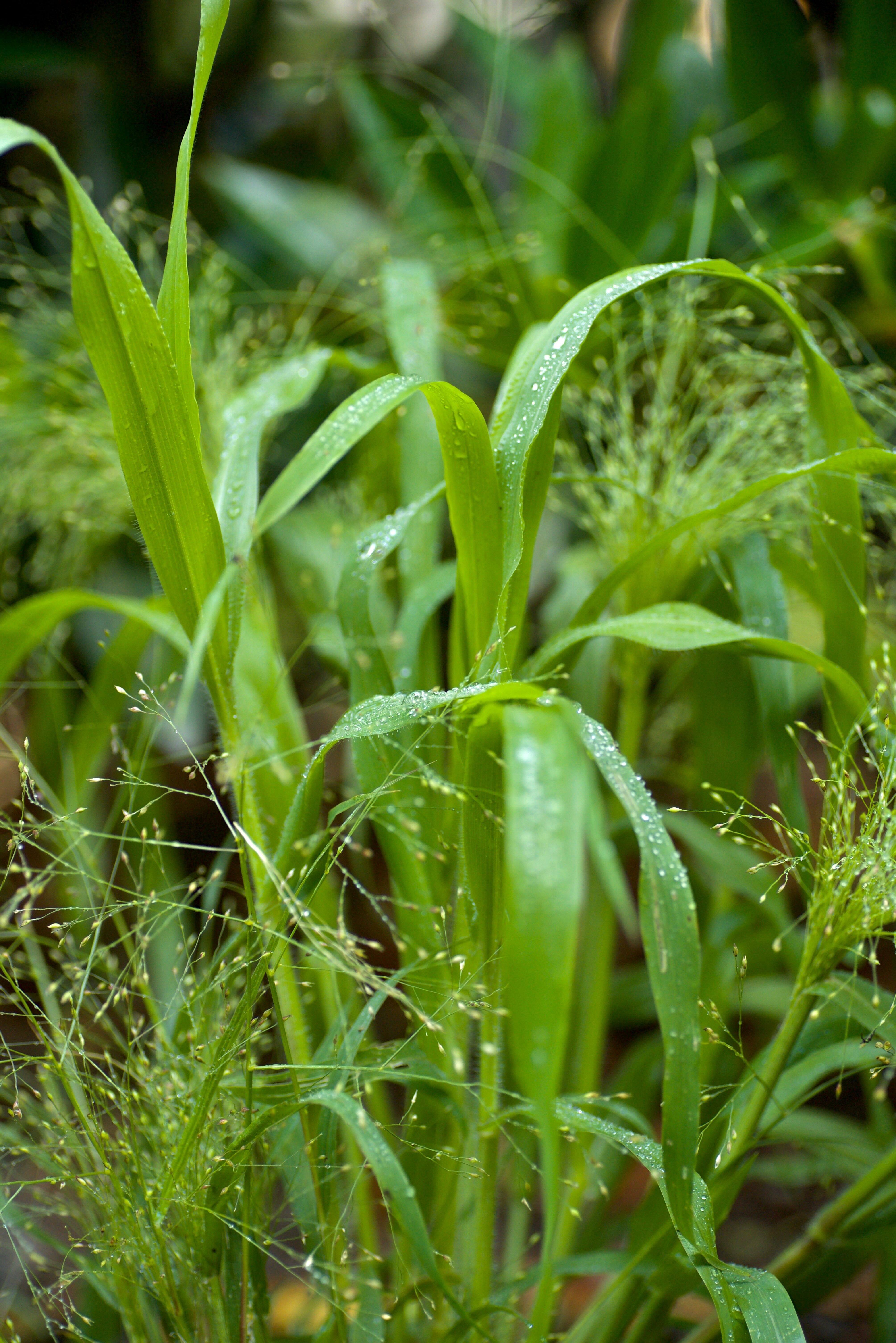 Panicum Elegans ‘Frosted Explosion’ (1)