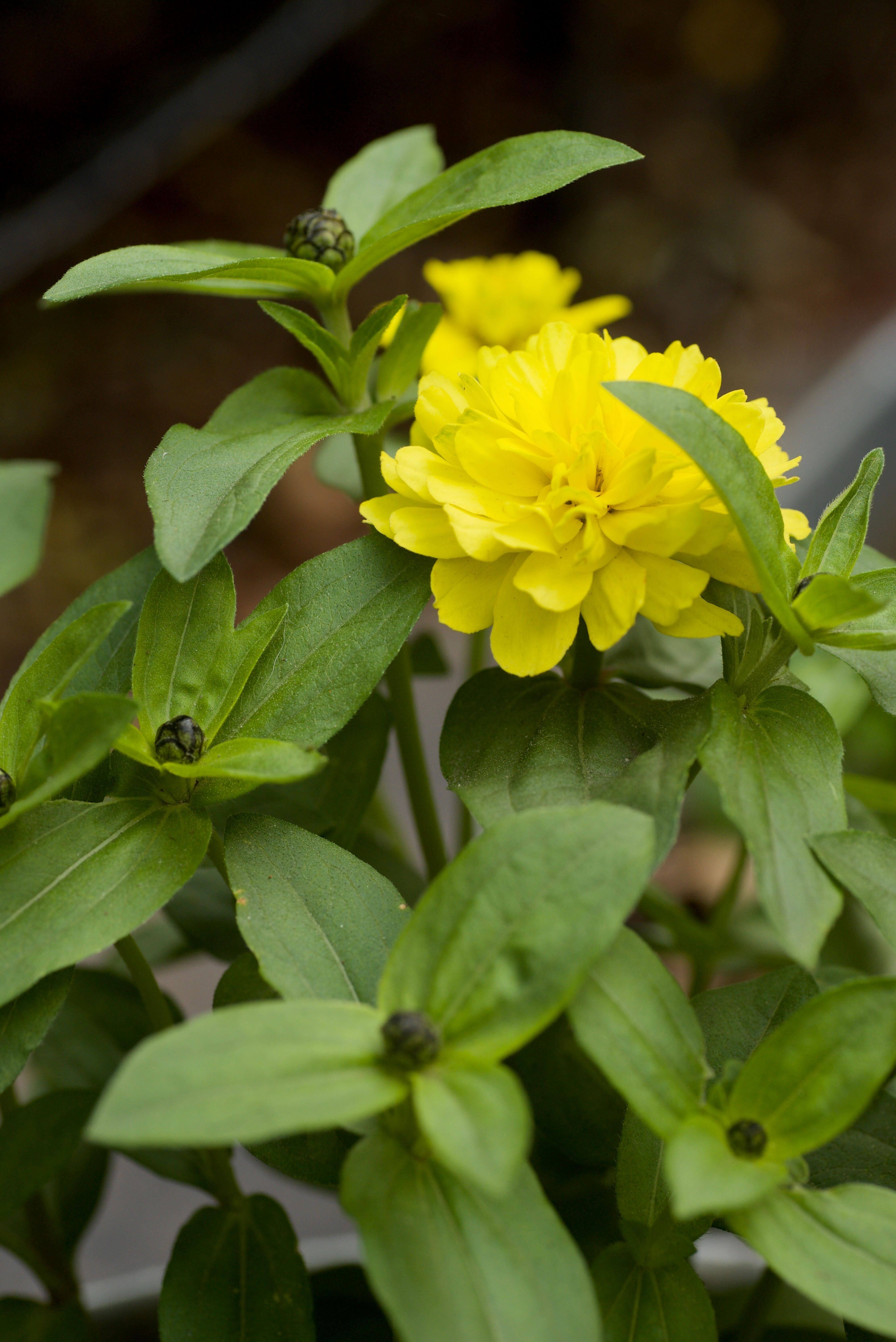 Zinnia Marylandica ‘Double Zahara Yellow’ (1)