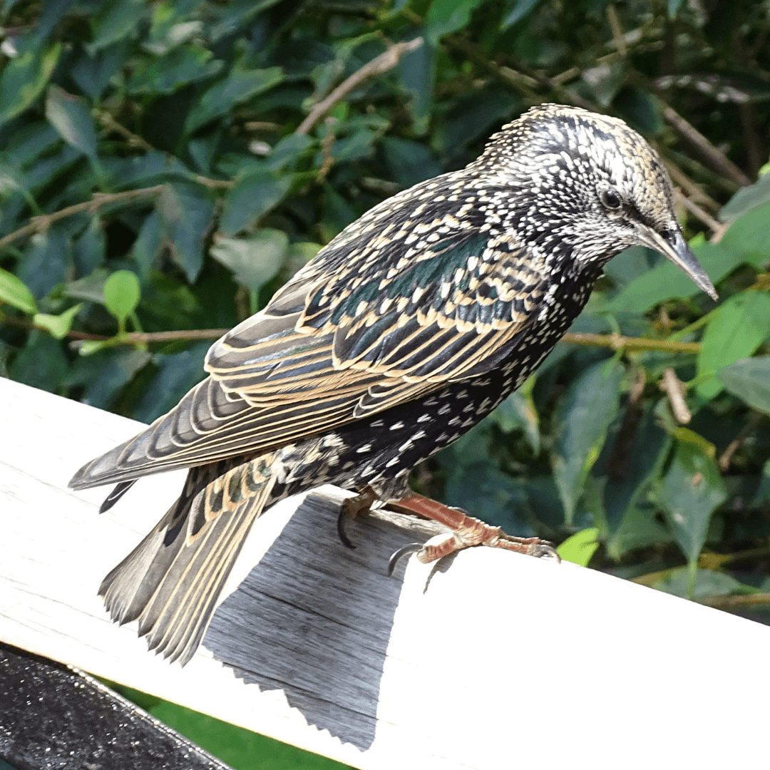 Growing My Neighbor’s Garden 10.9.23 (1)