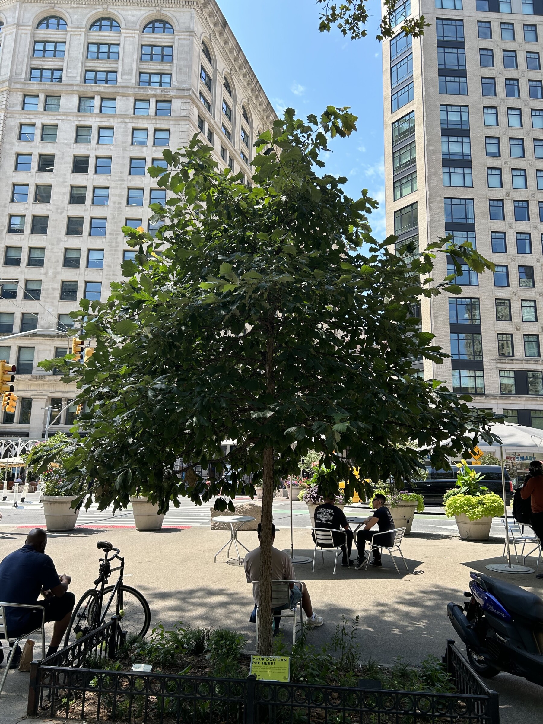 Street Trees and Resilient Understory Plantings — Madison Square Park