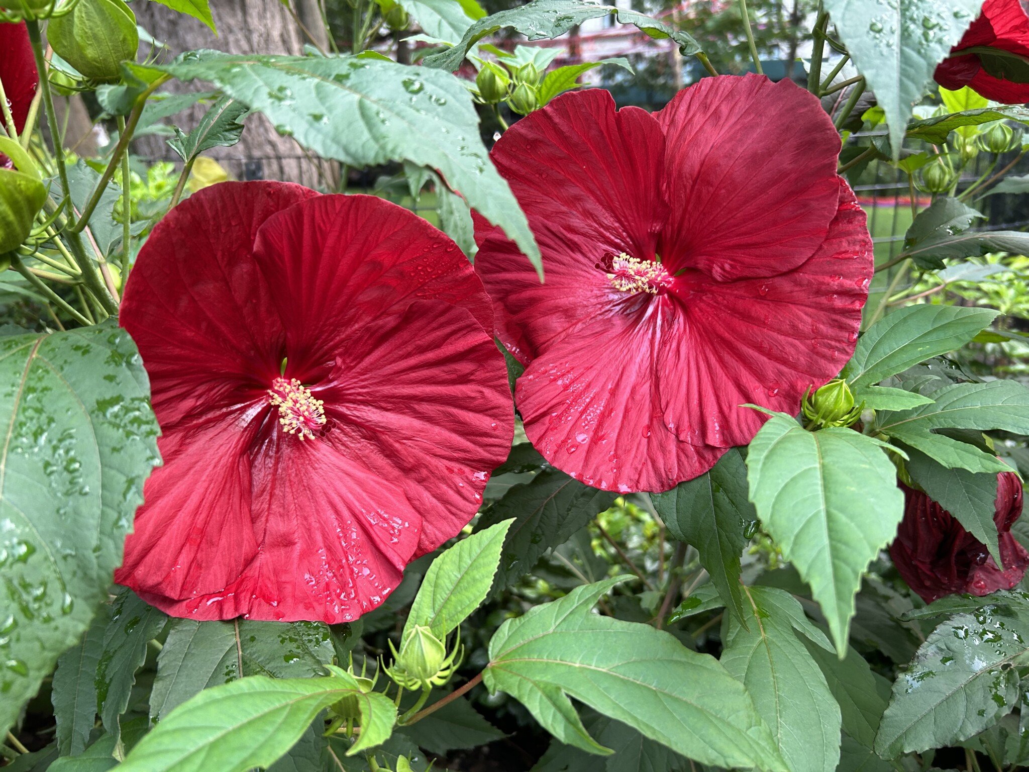 Welcome to Madison Square Park — Madison Square Park Conservancy