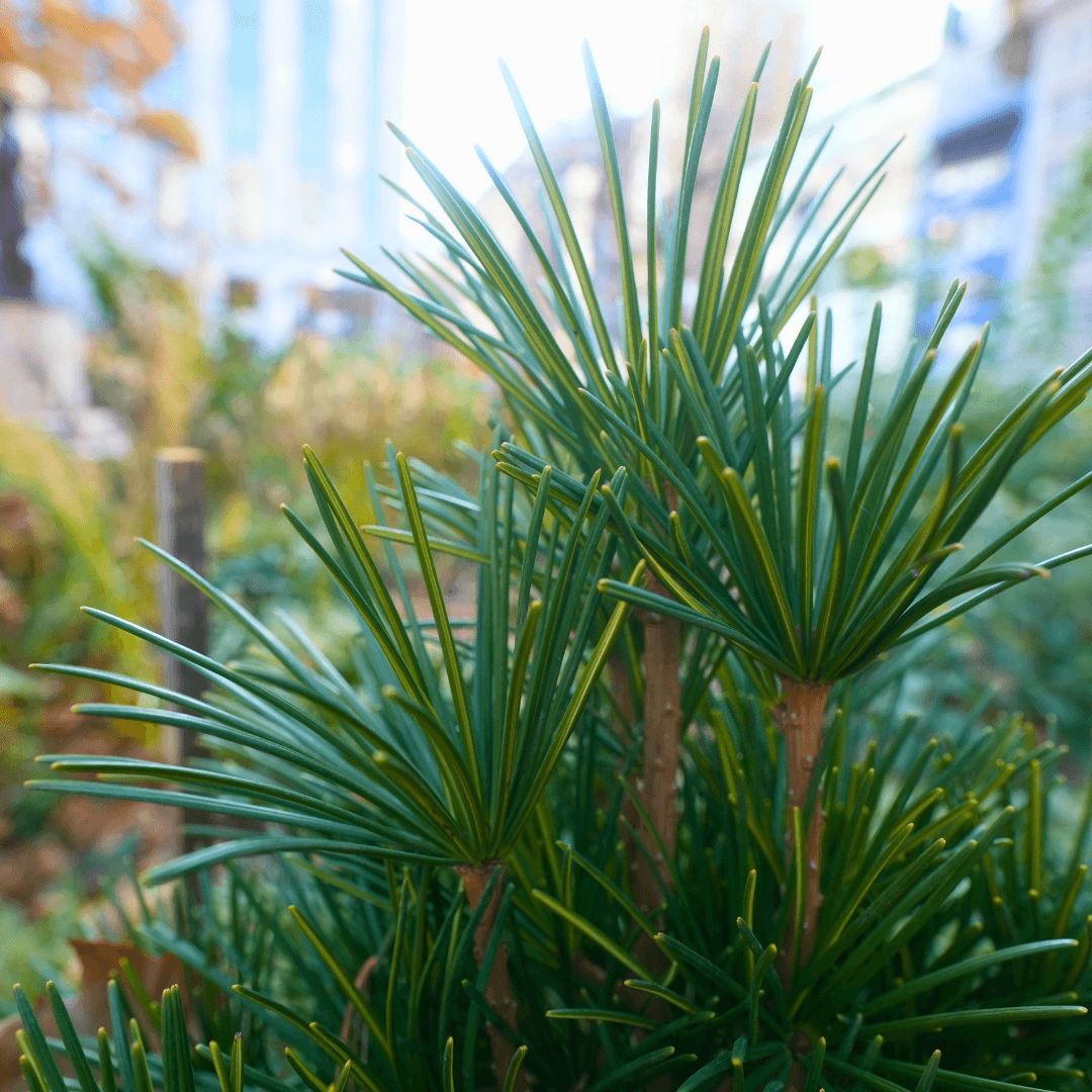 Meet The Trees Umbrella Pine Madison Square Park Conservancy Meet The Trees Umbrella Pine Madison Square Park Conservancy