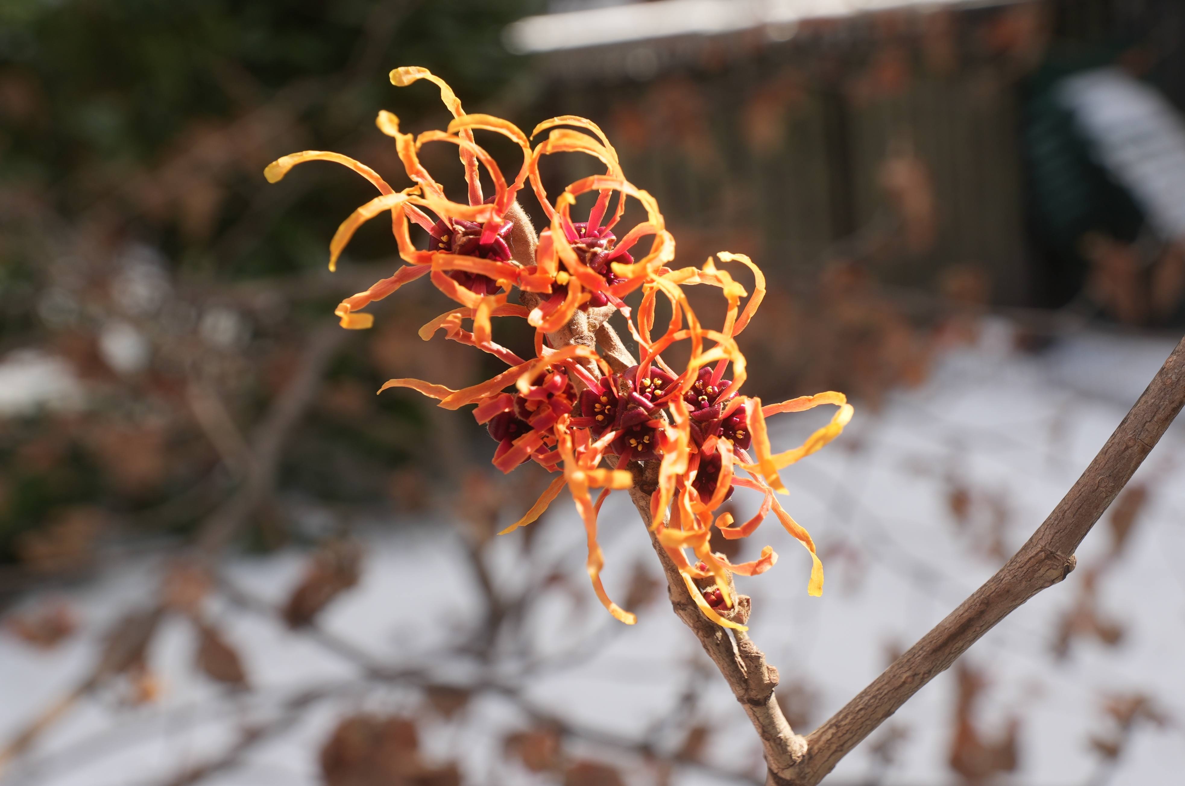 Hamamelis x intermedia ‘Jelena