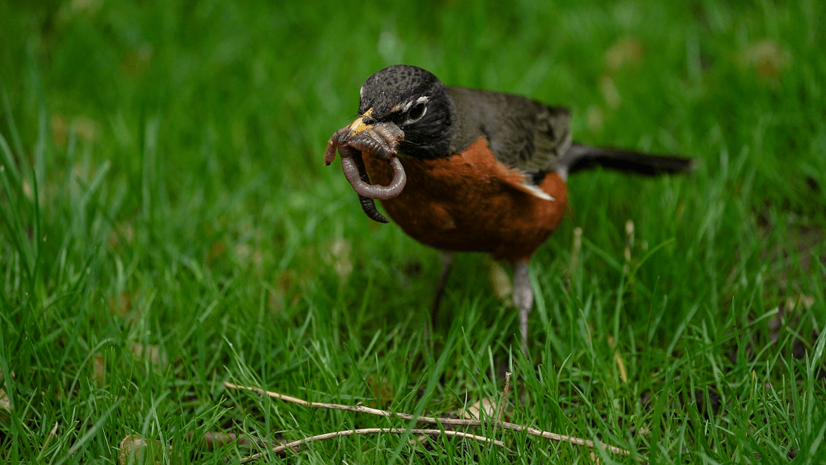 Bird With Worm