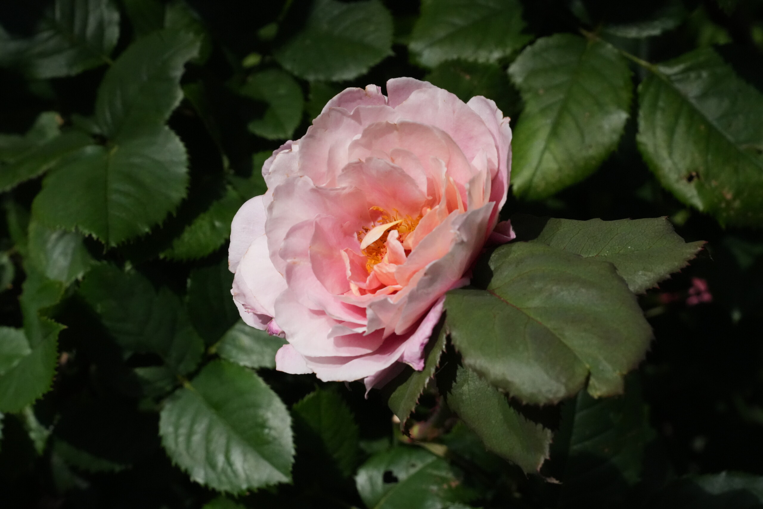 DSC07076